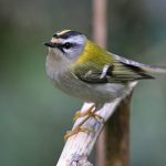 Regulus_ignicapilla_91940885